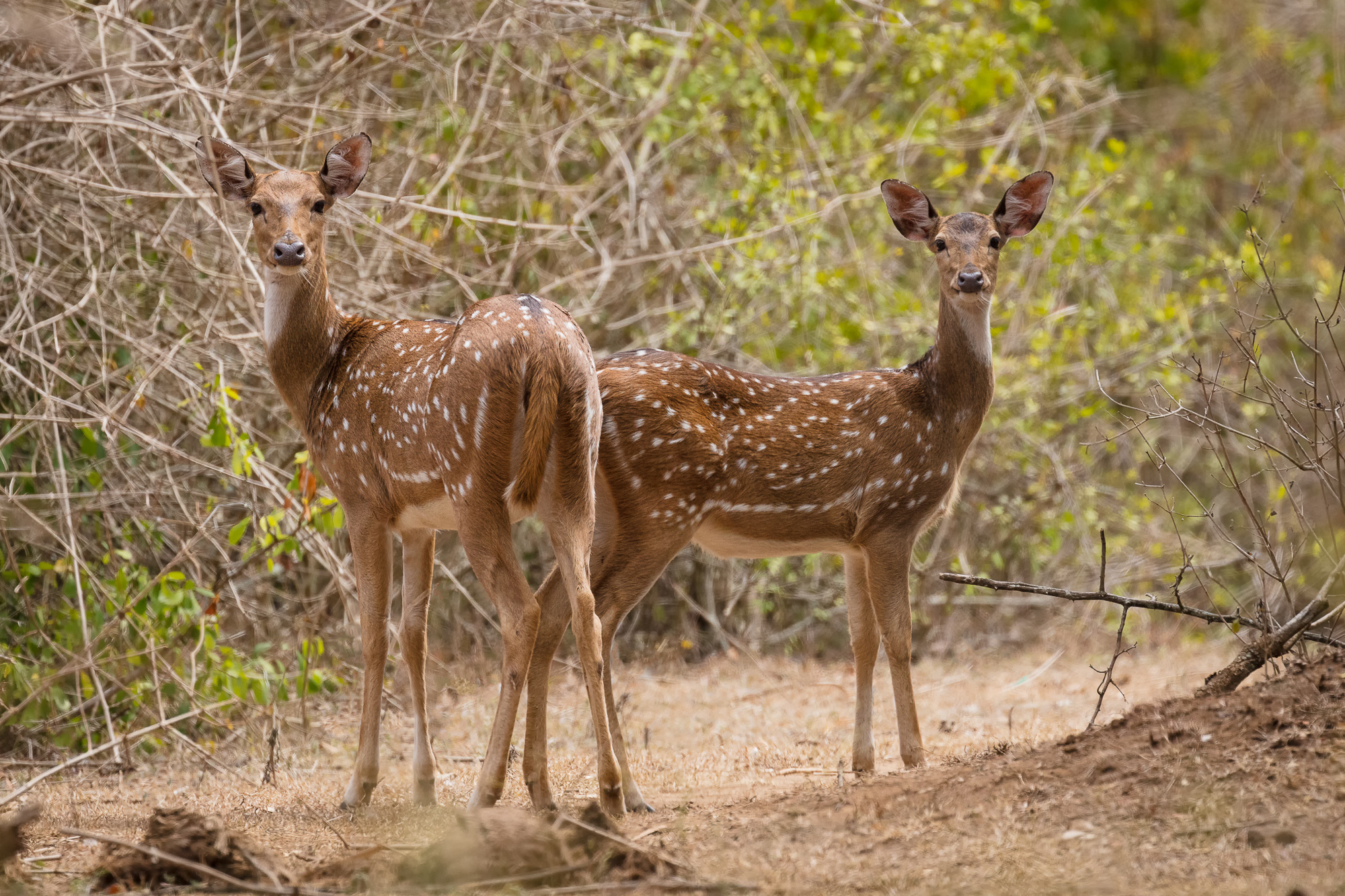 chital-the-indian-spotted-deer