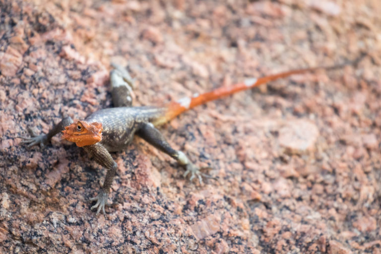 Namib Rock Agama