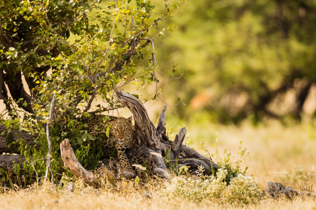 African Leopard