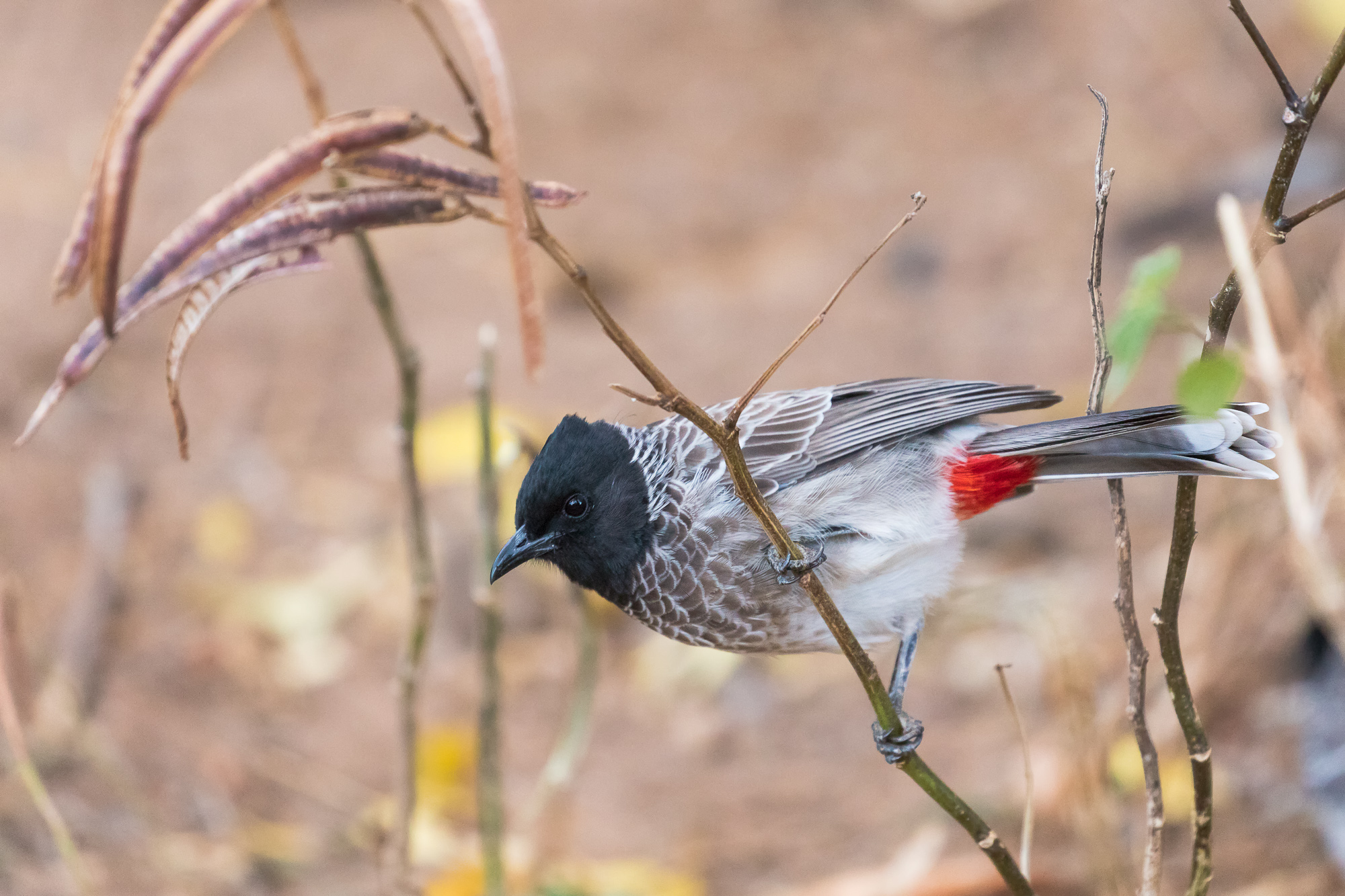 spektrum lækage dommer Red-vented Bulbul