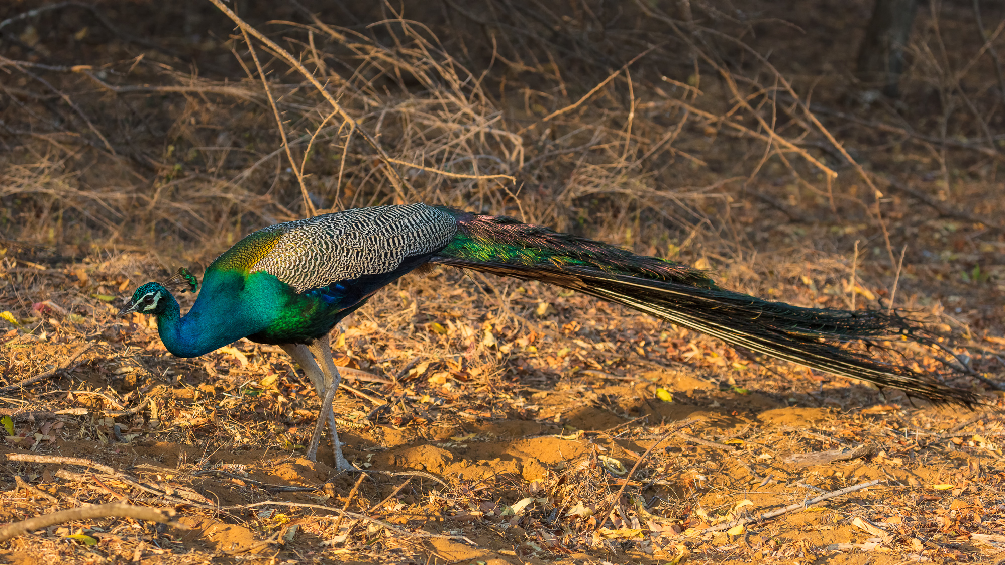 The Peacock The National Bird Of India