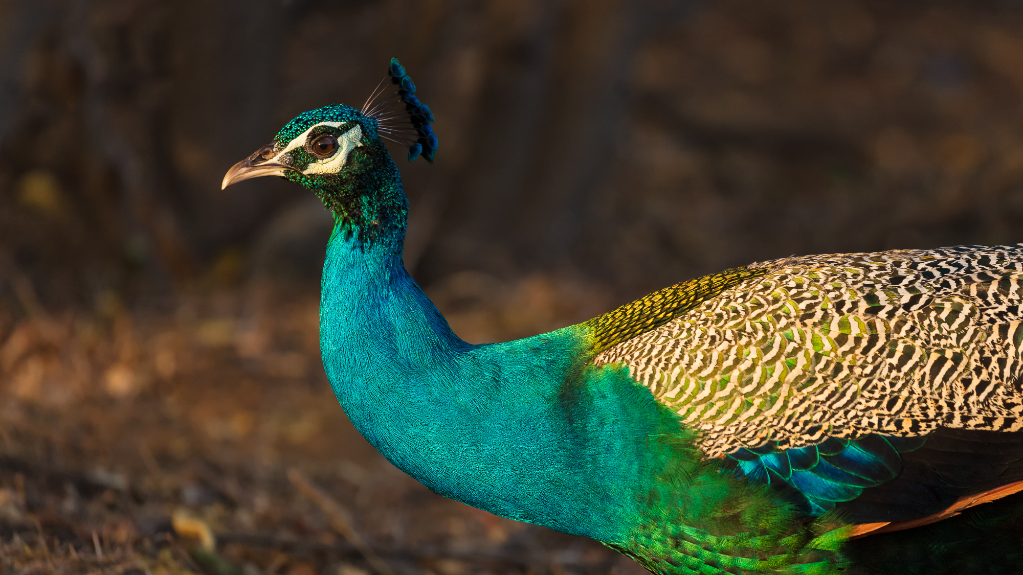 The Peacock The National Bird Of India 