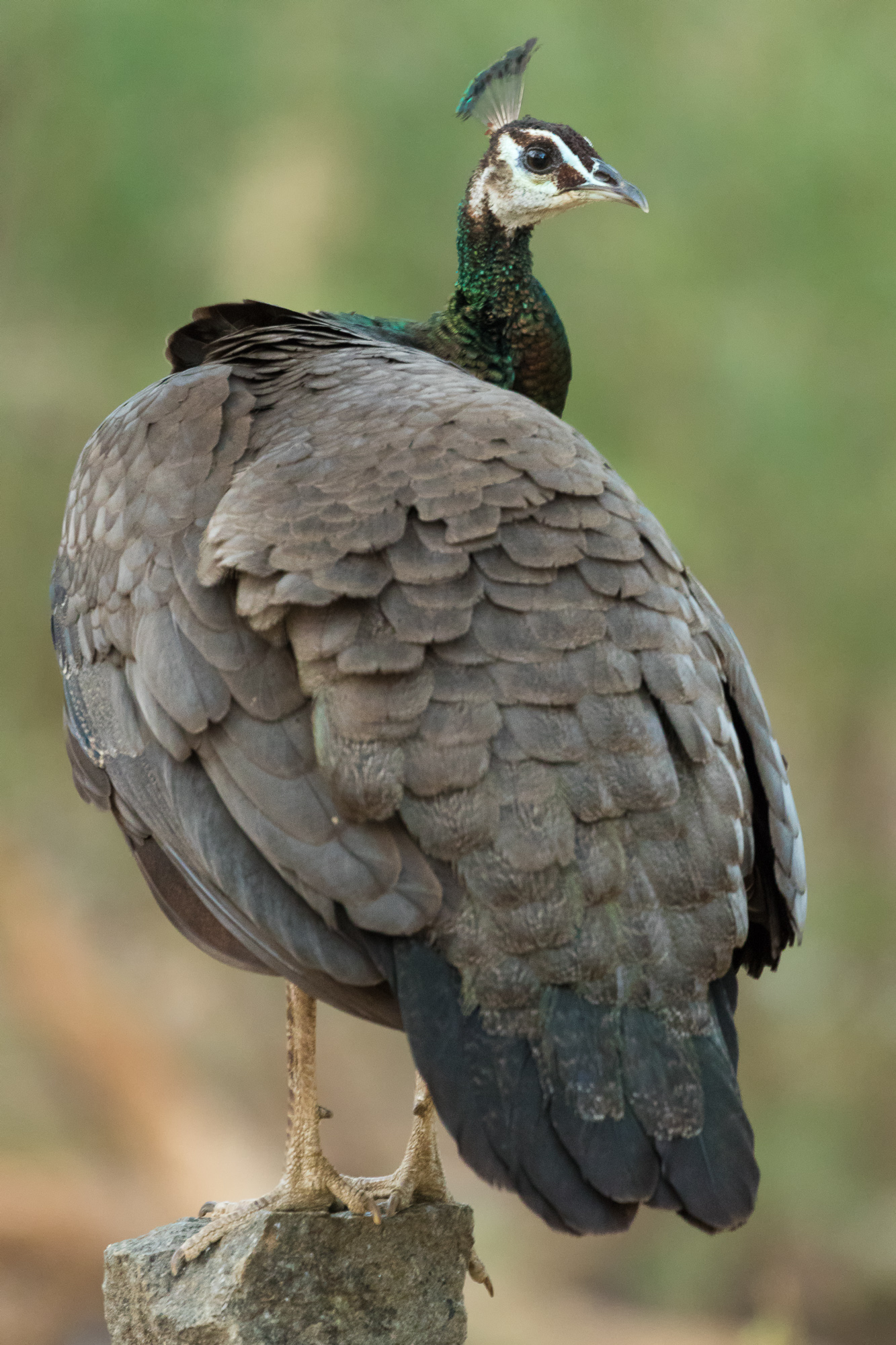 Indian National Bird