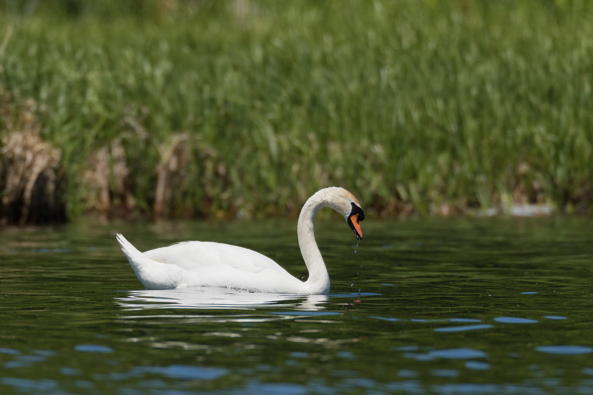 Bird On A Wire – Birds Of Ontario