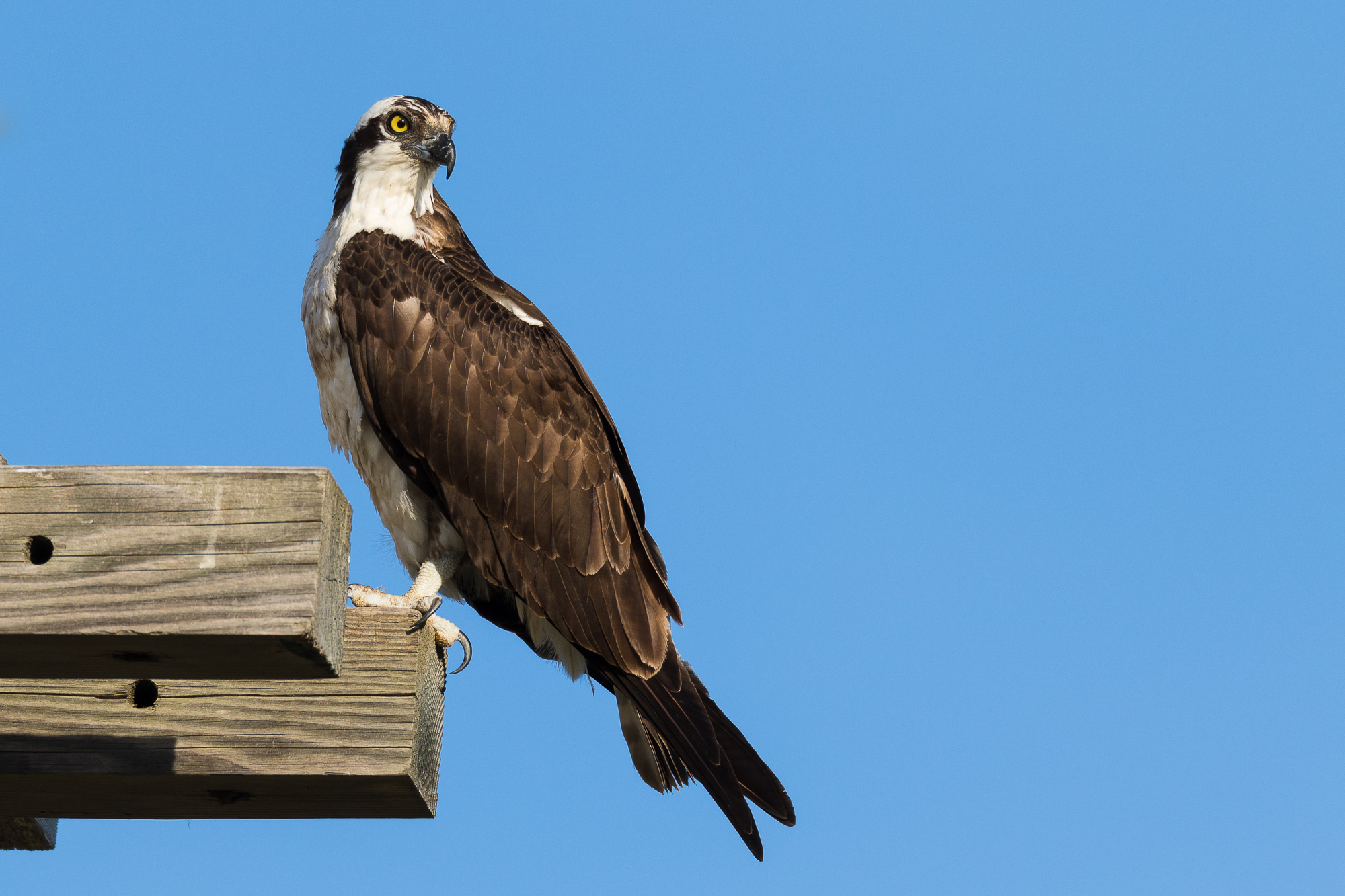 osprey canada sale