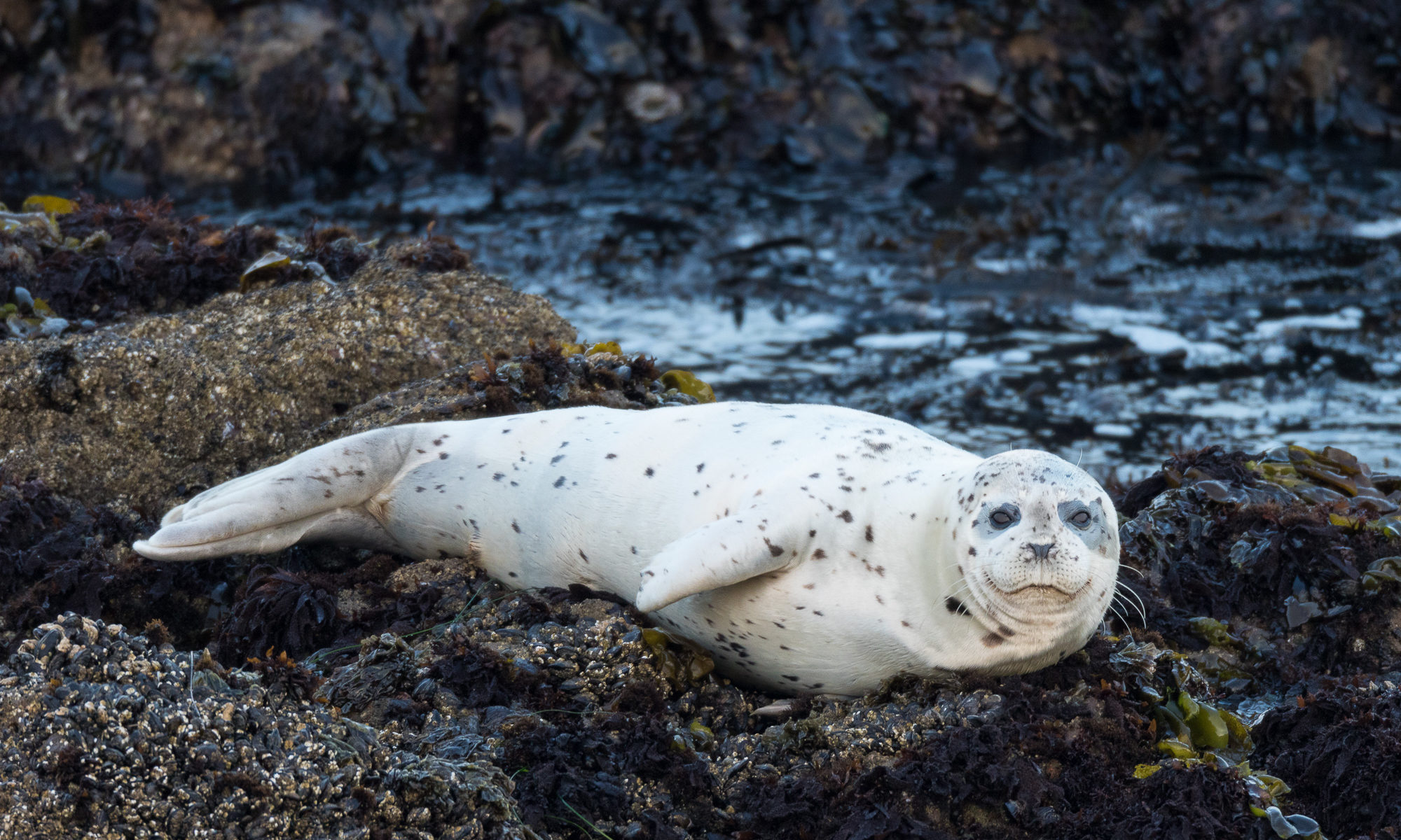 Seals on California Beach 