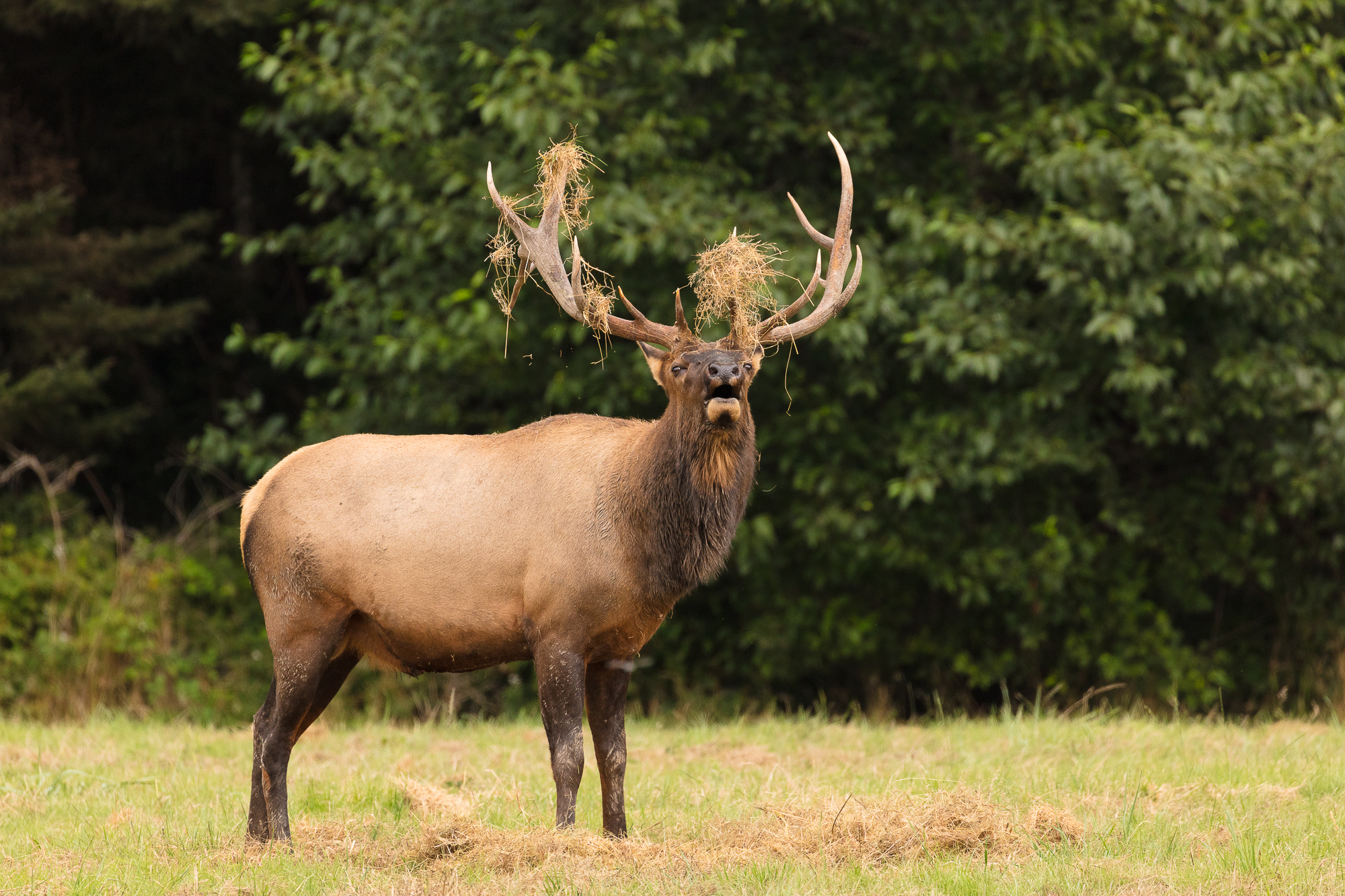 Roosevelt Elk At Prairie Creek Redwoods State Park