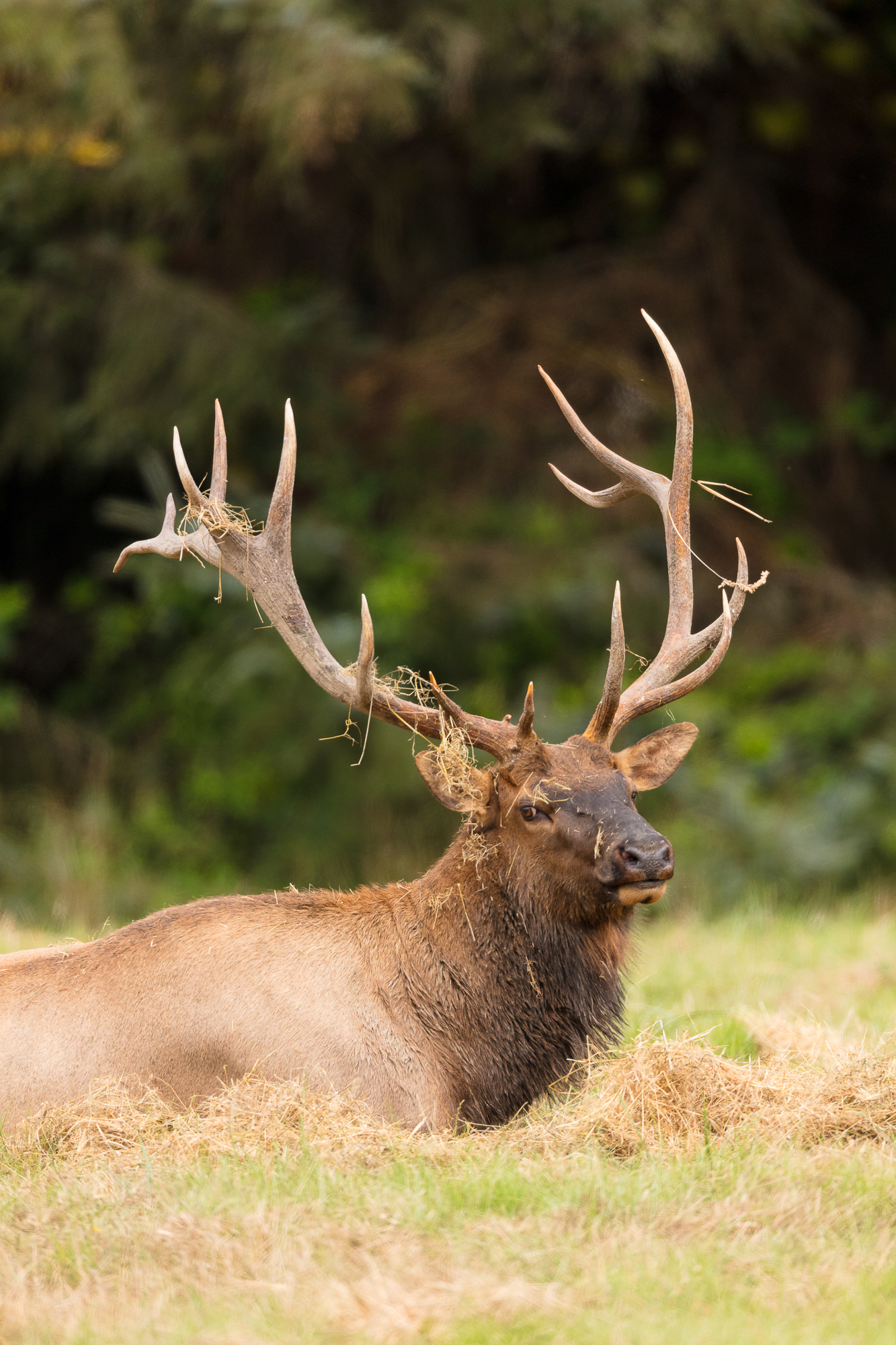 roosevelt elk