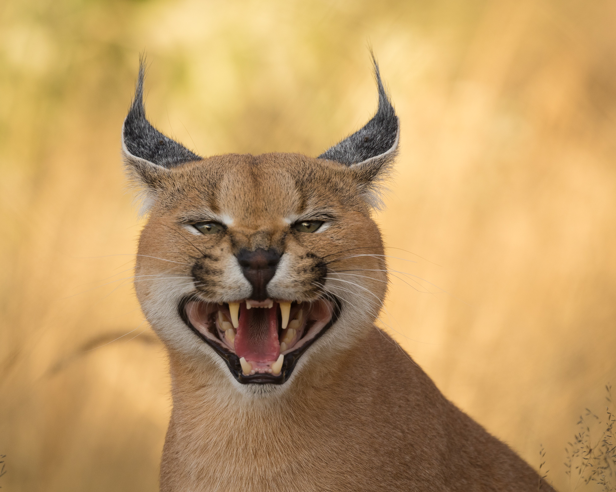 Guia rápido: Caracal 