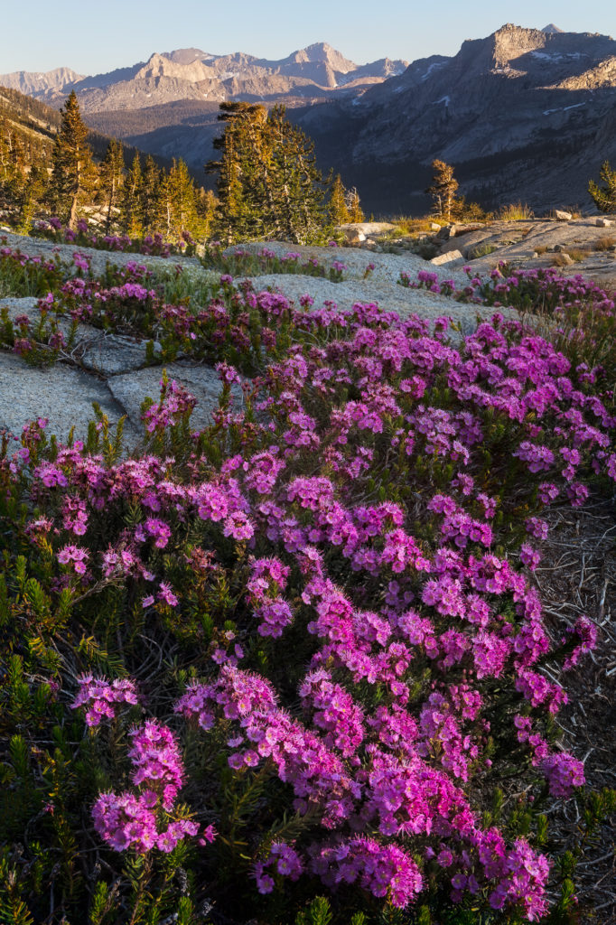 Wildflowers bloom just outside of nine lakes basin, with M. Lippincott in the distance, Sequoia National Park