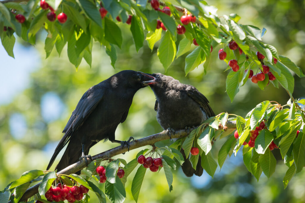 An american crow feeds another ripe cherries, Vancouver, WA.
