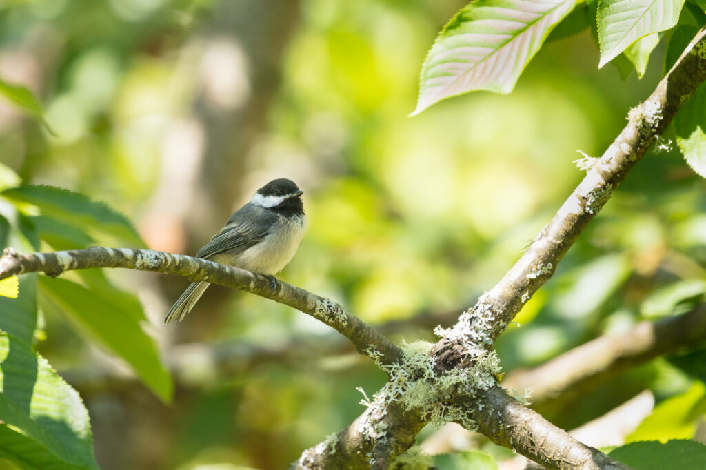 A black-capped chickadee perches on the branch of a cherry tree, Vancouver, WA.
