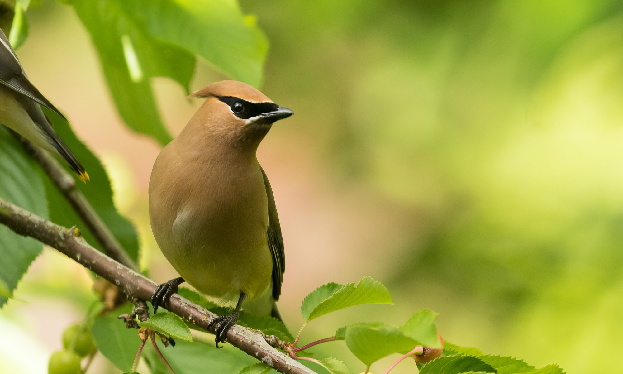 A cedar waxwing perches on a branch of a cherry tree, Vancouver, WA.