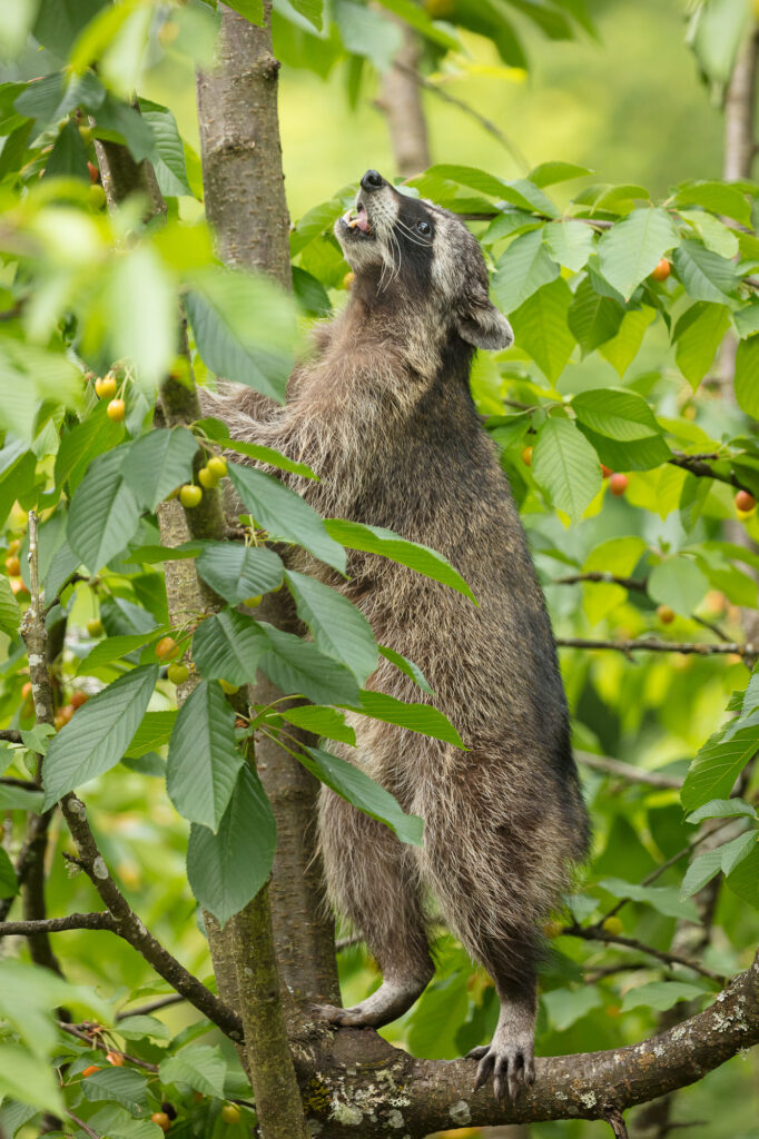 A raccoon searches for ripe cherries, Vancouver, WA.