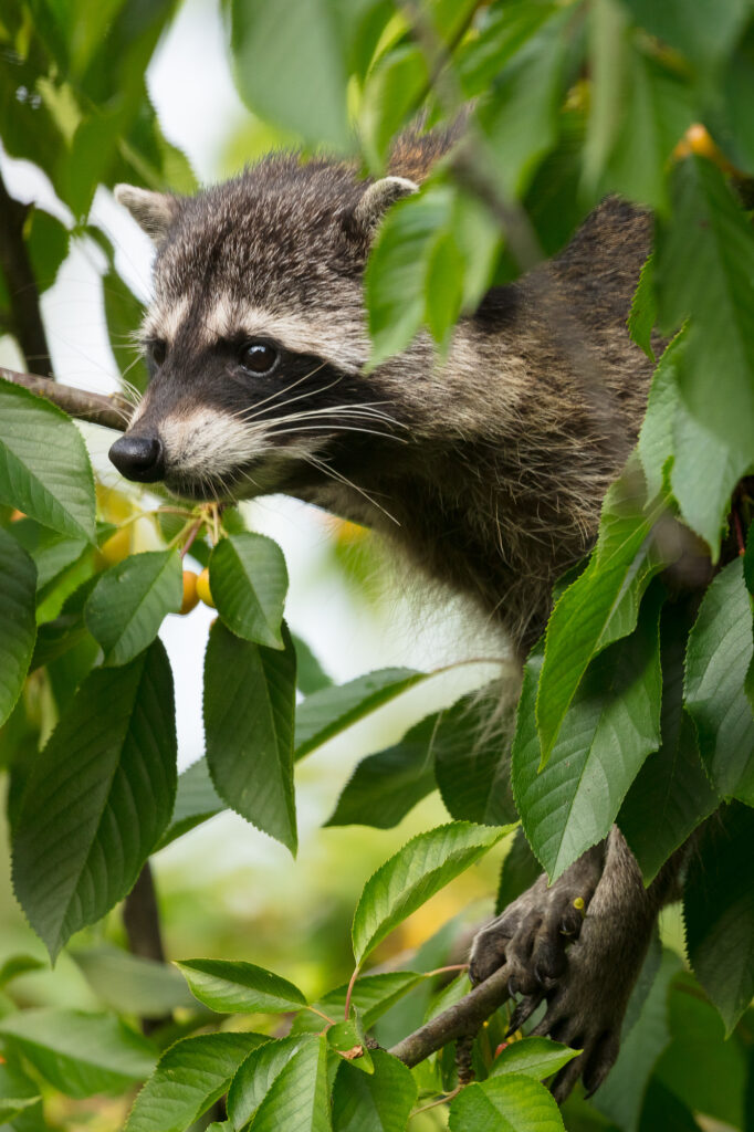 A raccoon searches for ripe cherries, Vancouver, WA.