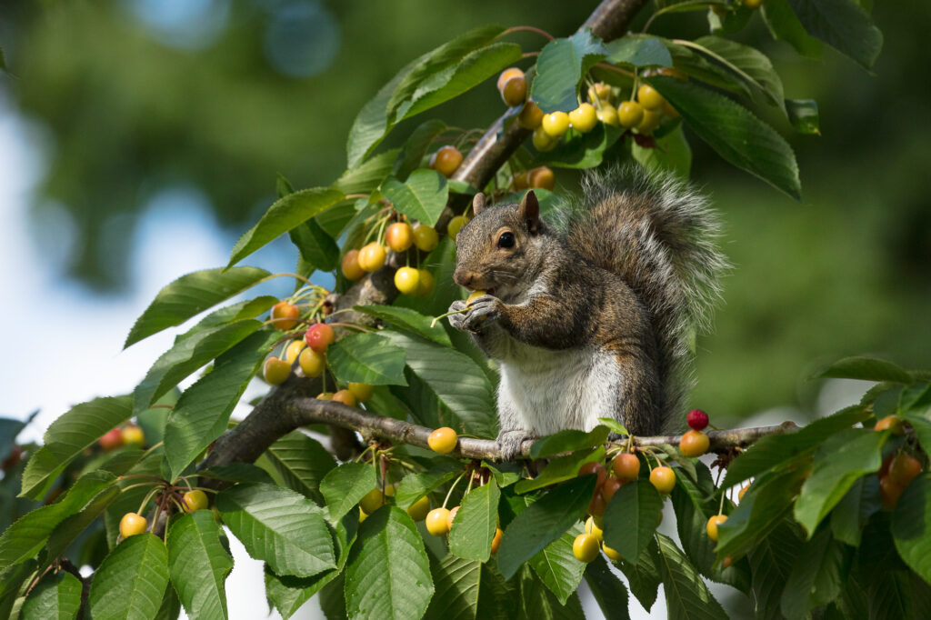 An eastern gray squirrel searches for ripe cherries, Vancouver, WA.