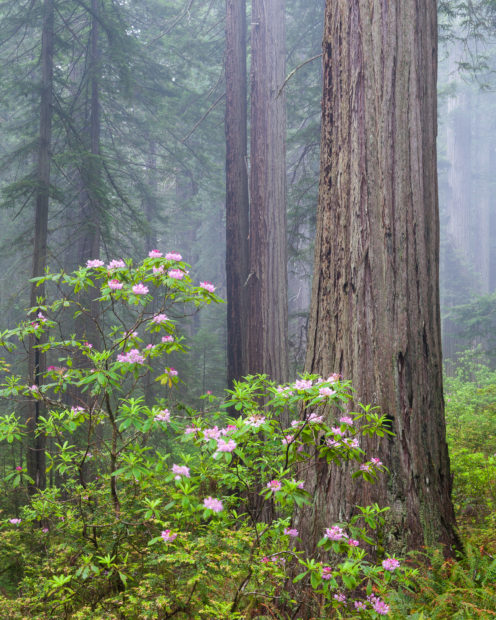 California’s Coastal Redwoods