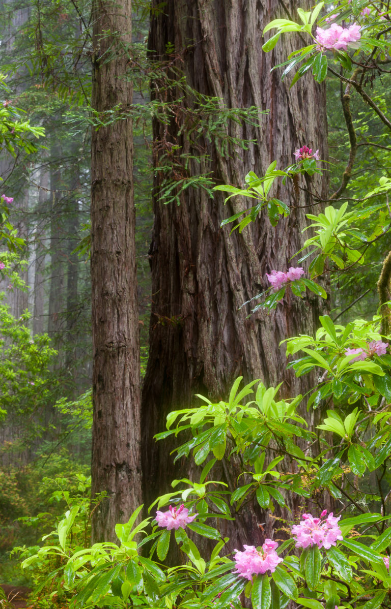 California’s Coastal Redwoods