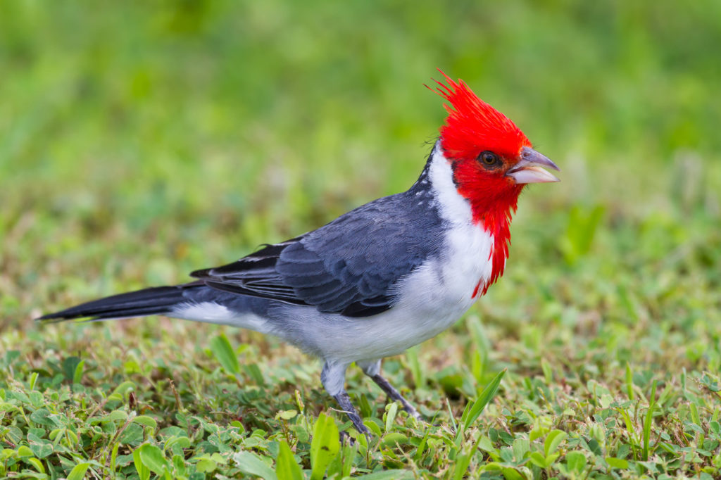 Red-crested Cardinal