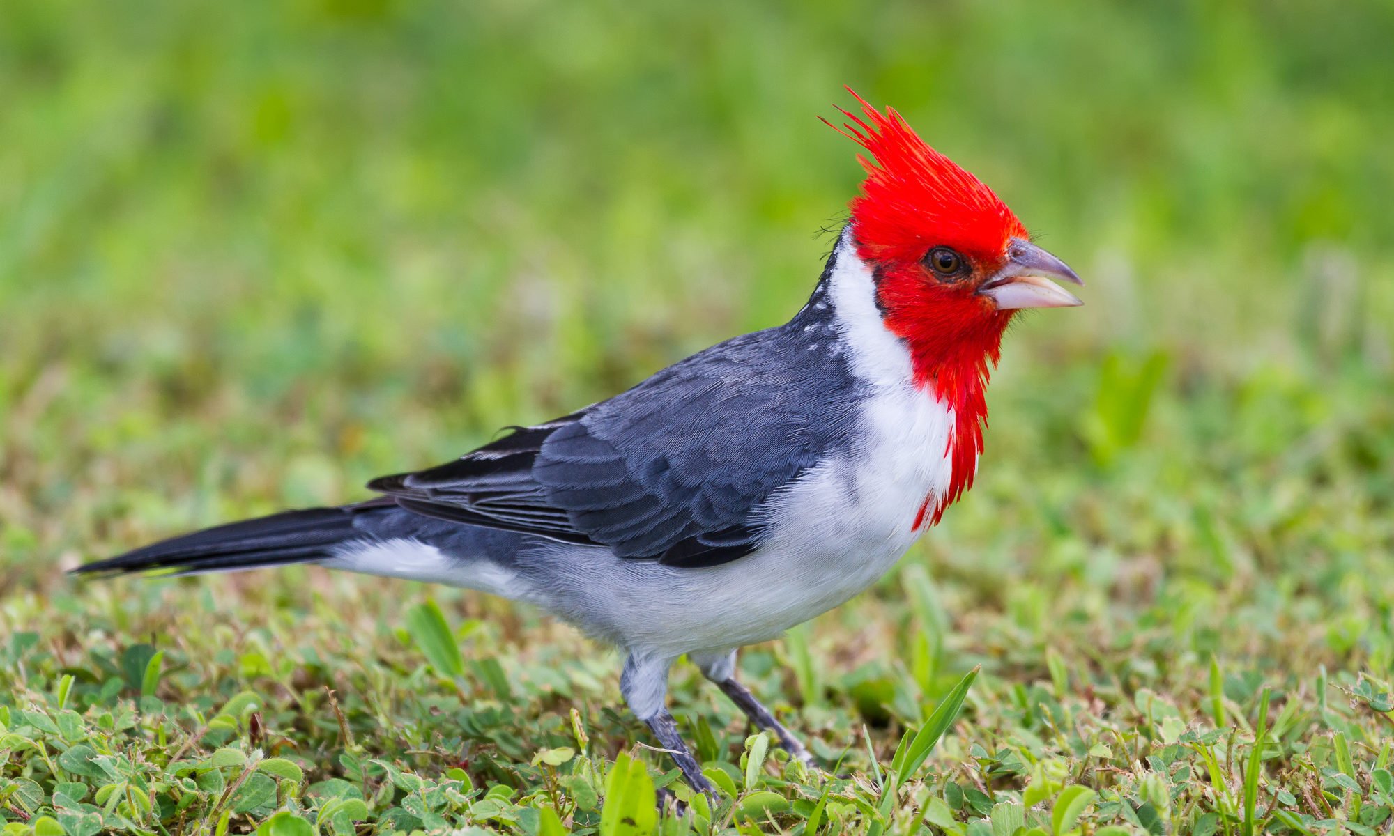 A red-crested cardinal stands in short grass, Kauai, Hawaii.