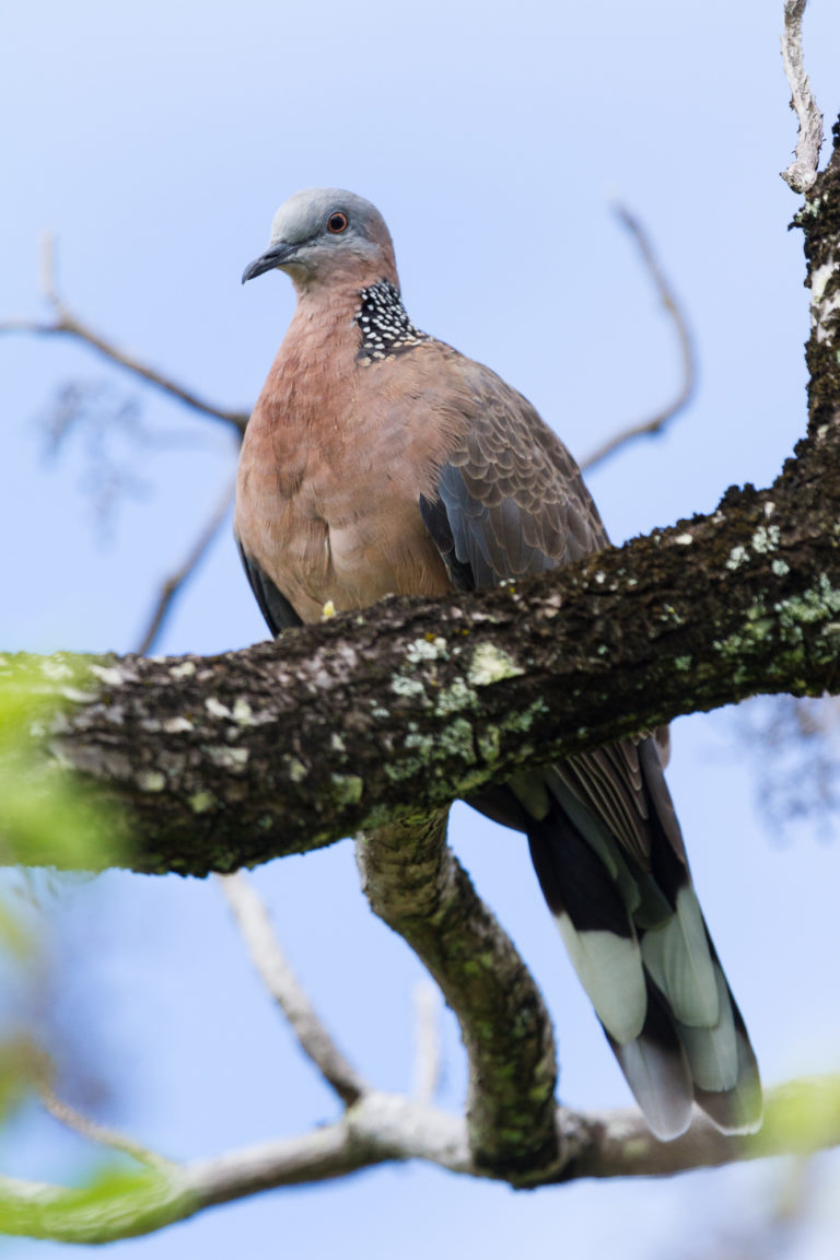 Doves of Hawaii