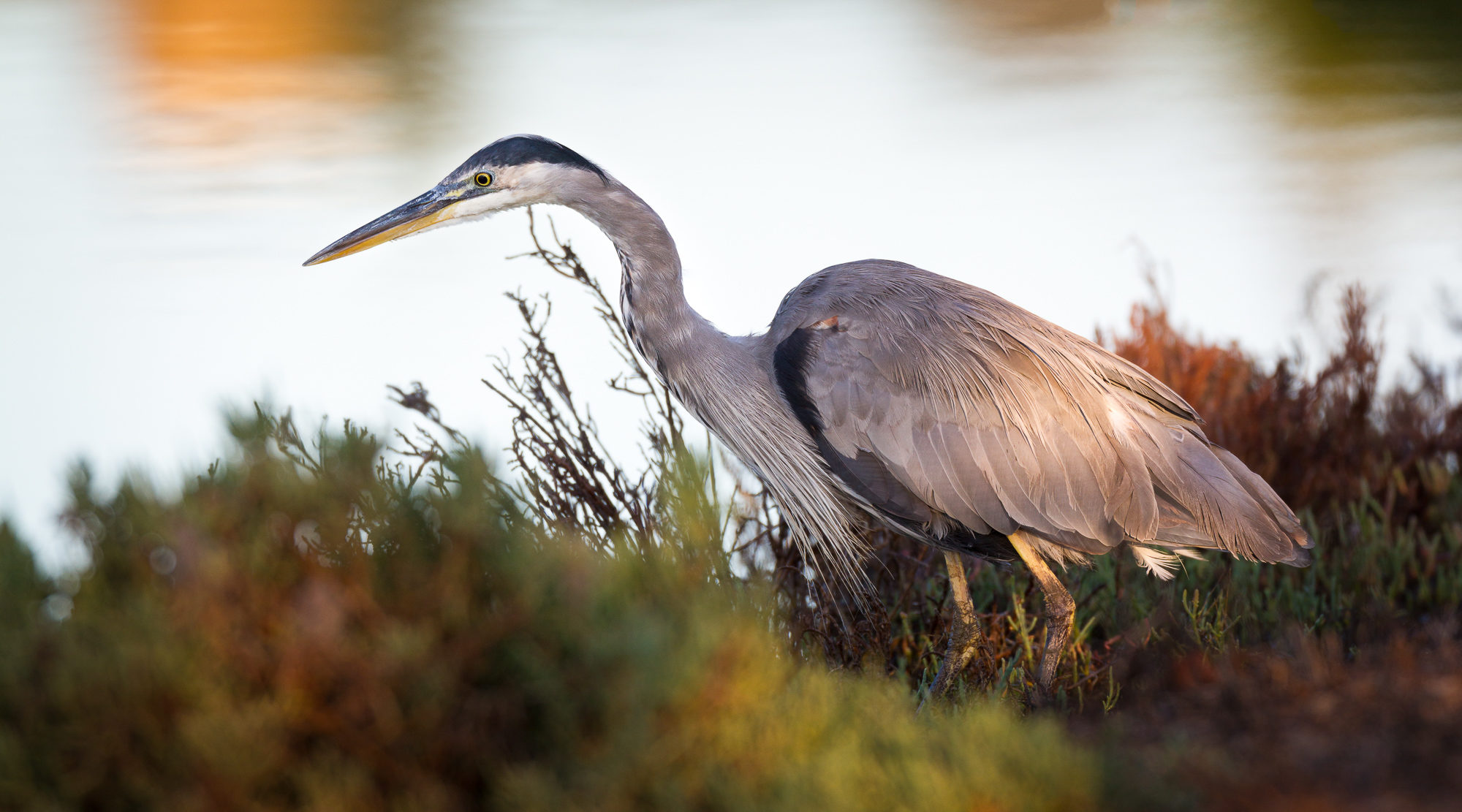 A great blue heron stands along the shore of a canal in early morning light