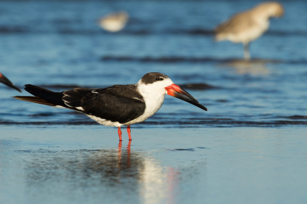 Puerto Vallarta Wading Birds