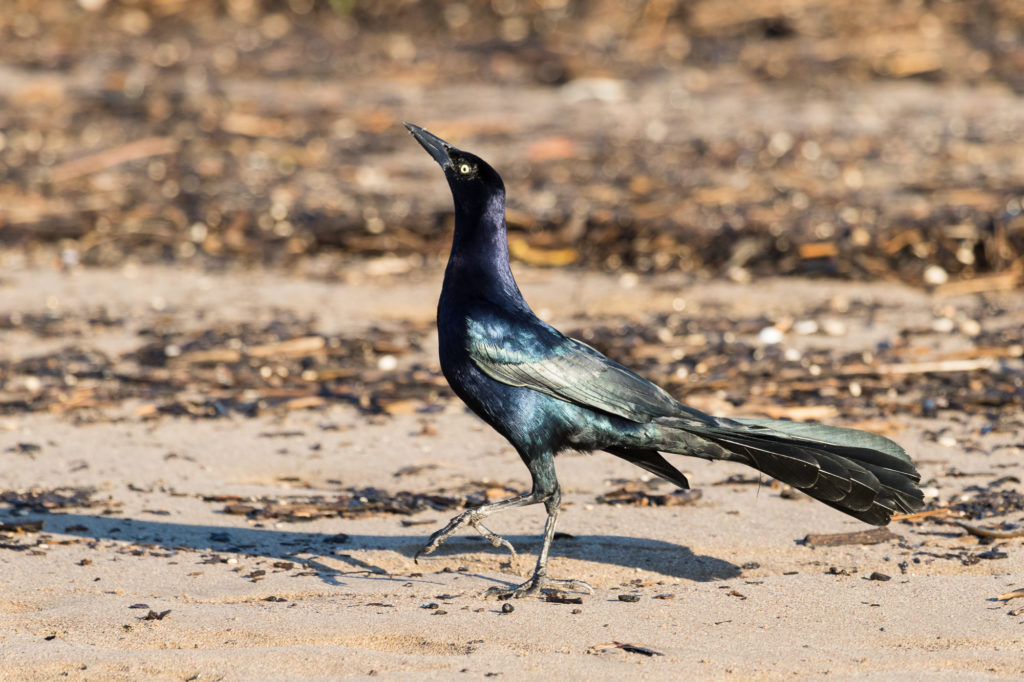 Great-tailed Grackle