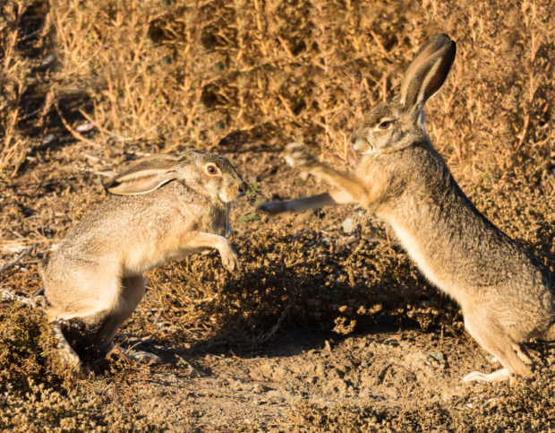 courtship display