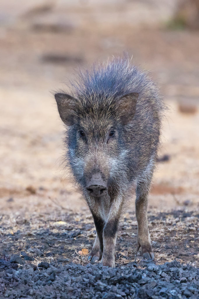 Indian Boar