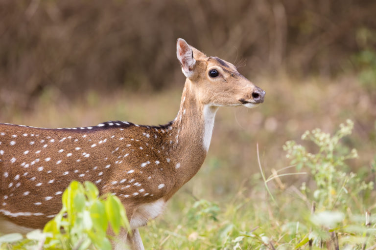 chital