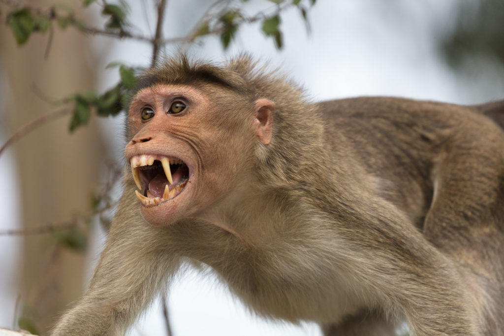 Fun With Rhesus Macaques