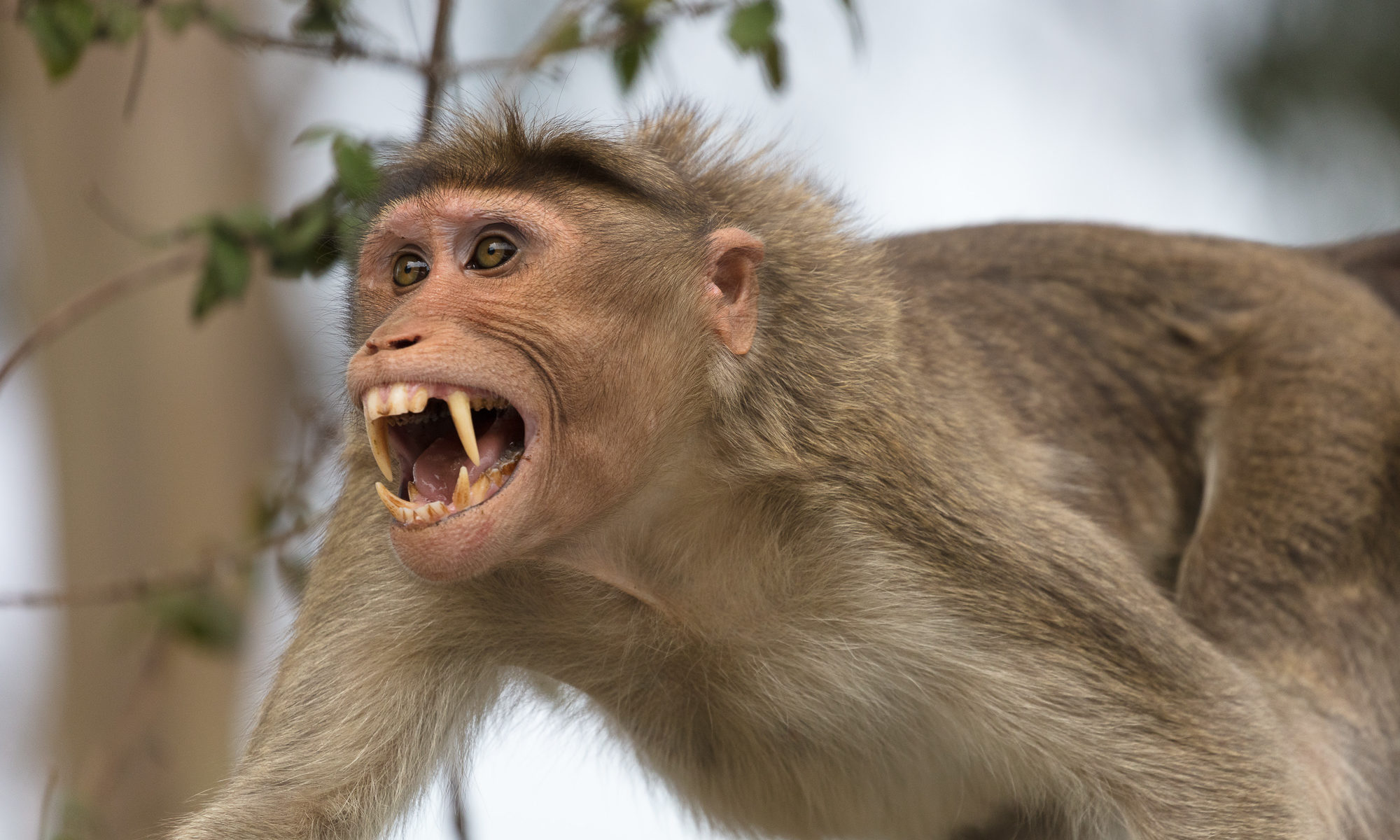 rhesus-macaque-126193-2000x1200.jpg