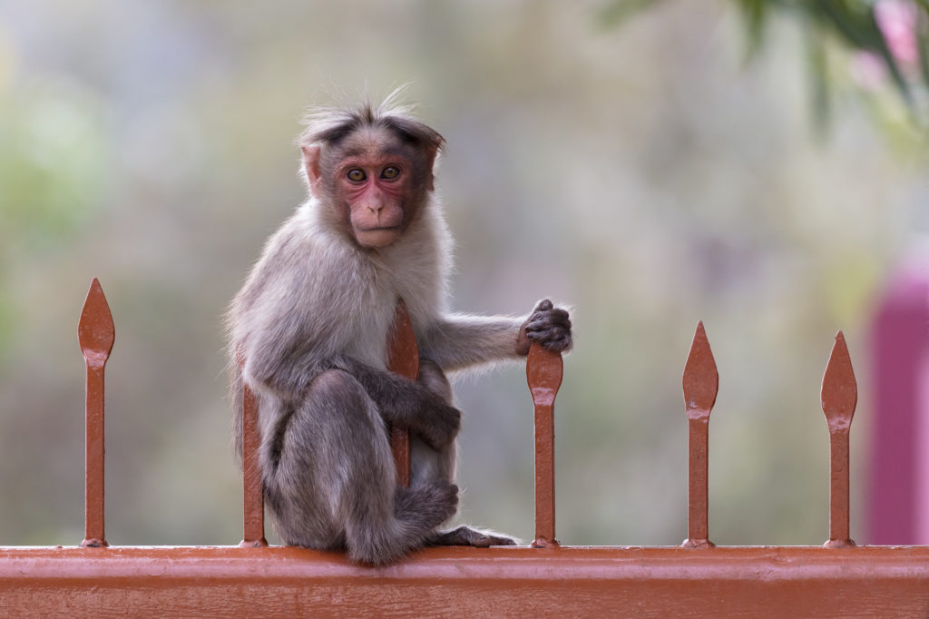 Fun With Rhesus Macaques