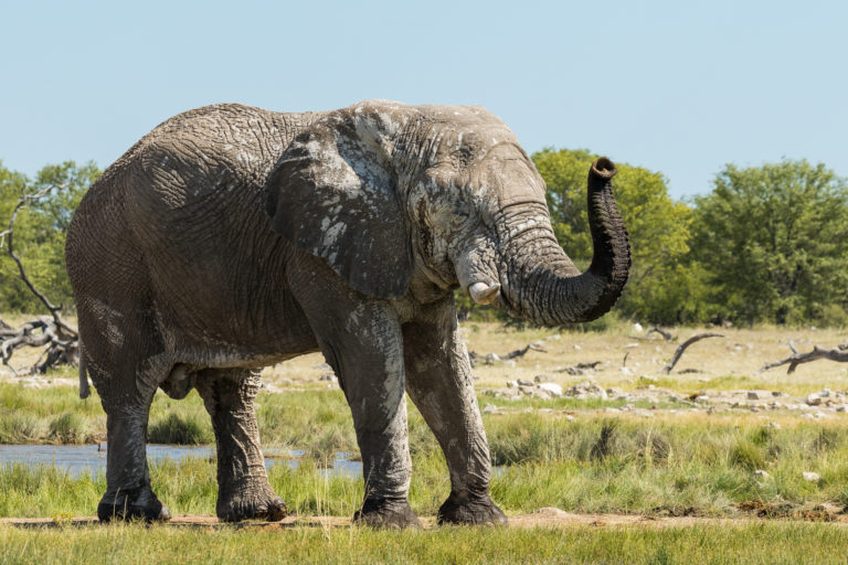 African Bush Elephants