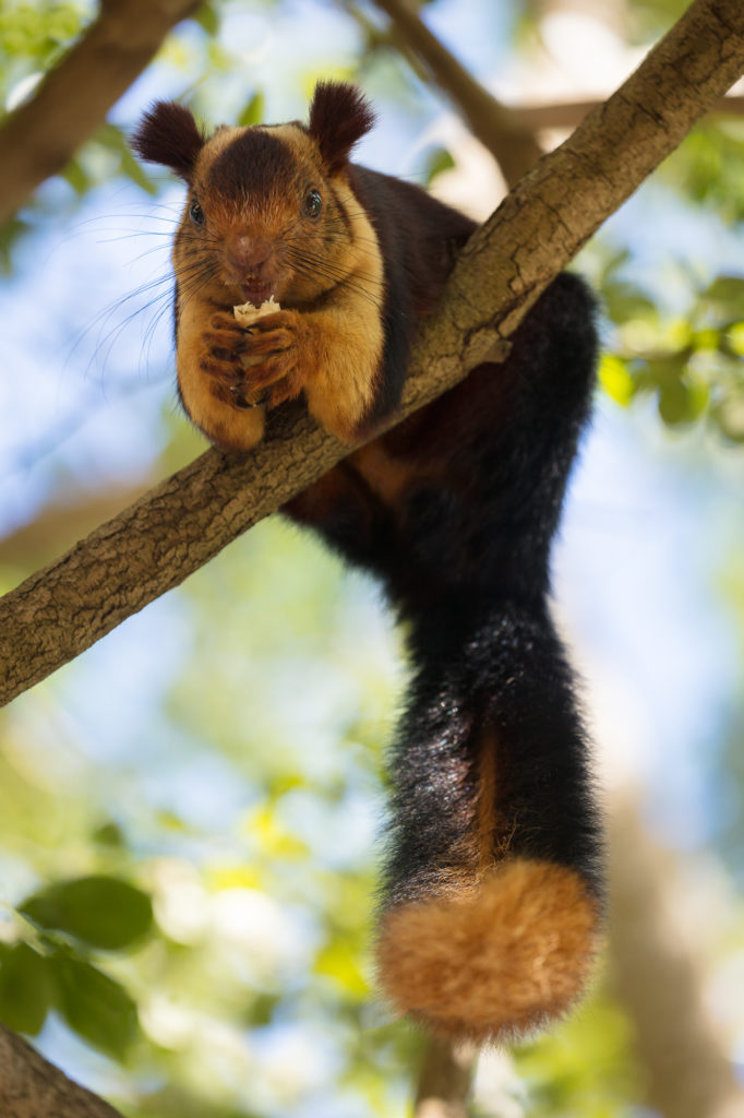 indian giant squirrel