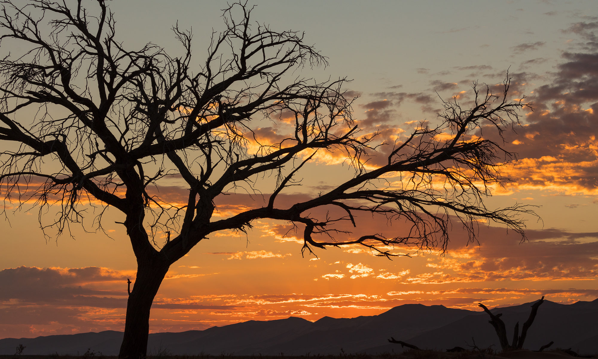 A desert tree silhouettes against a sunset sky, Namib-Naukluft National Park, Namibia.