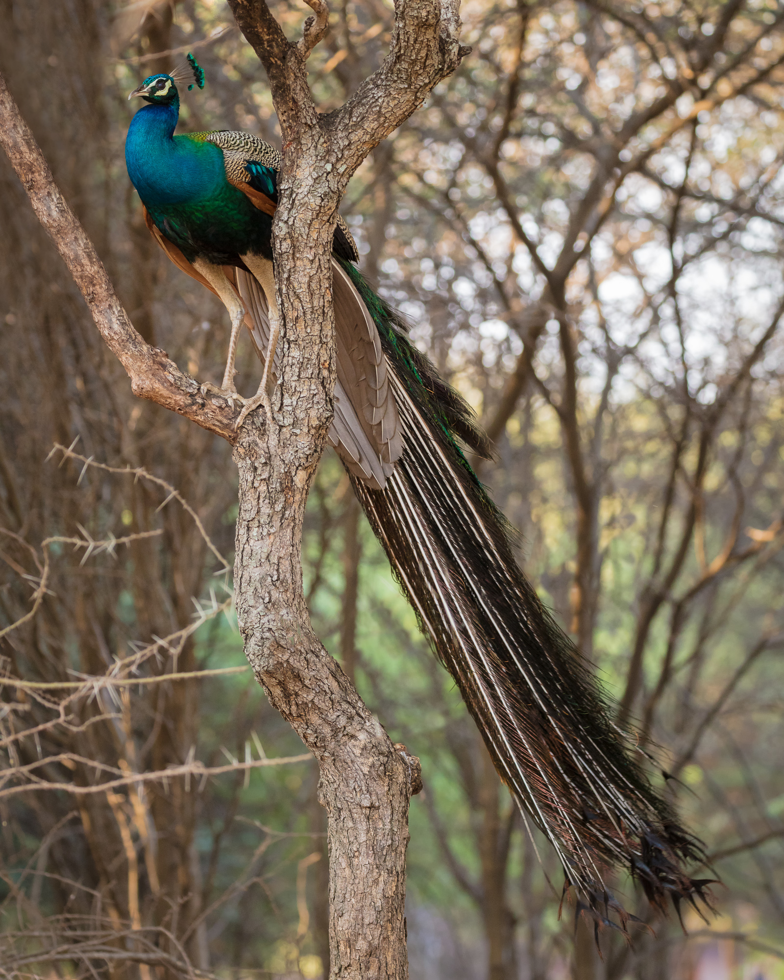 the-peacock-the-national-bird-of-india