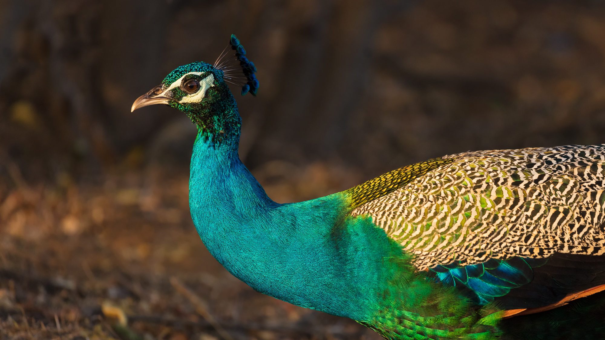 An indian peacock struts along a forest floor, Tamil Nadu, India.