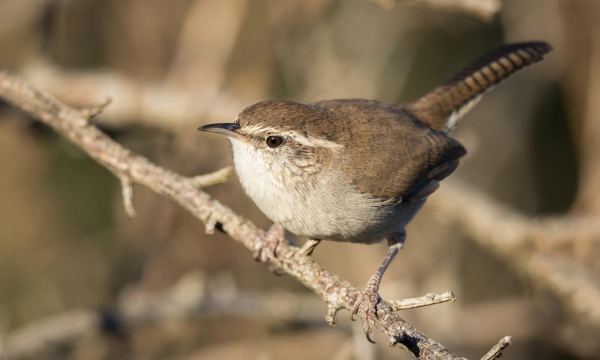 A bewick's wren perches on a narrow branch, Redwood Shores, CA.