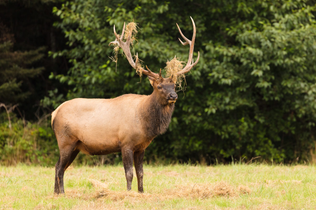 roosevelt-elk-at-prairie-creek-redwoods-state-park