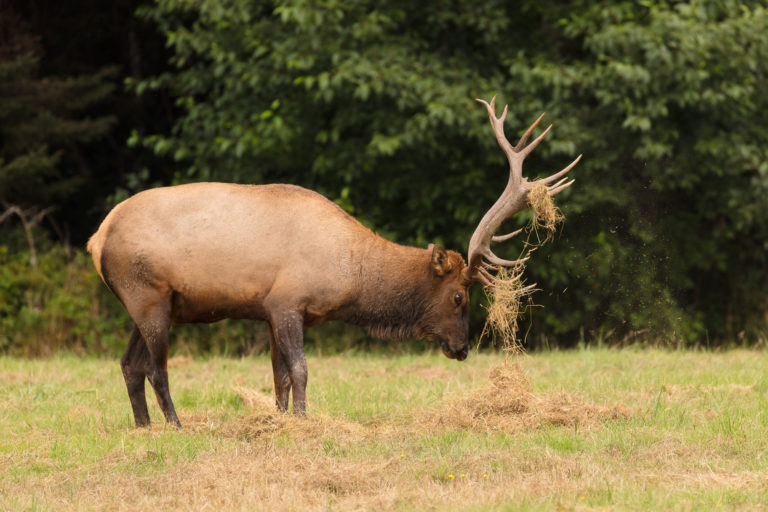 big roosevelt elk