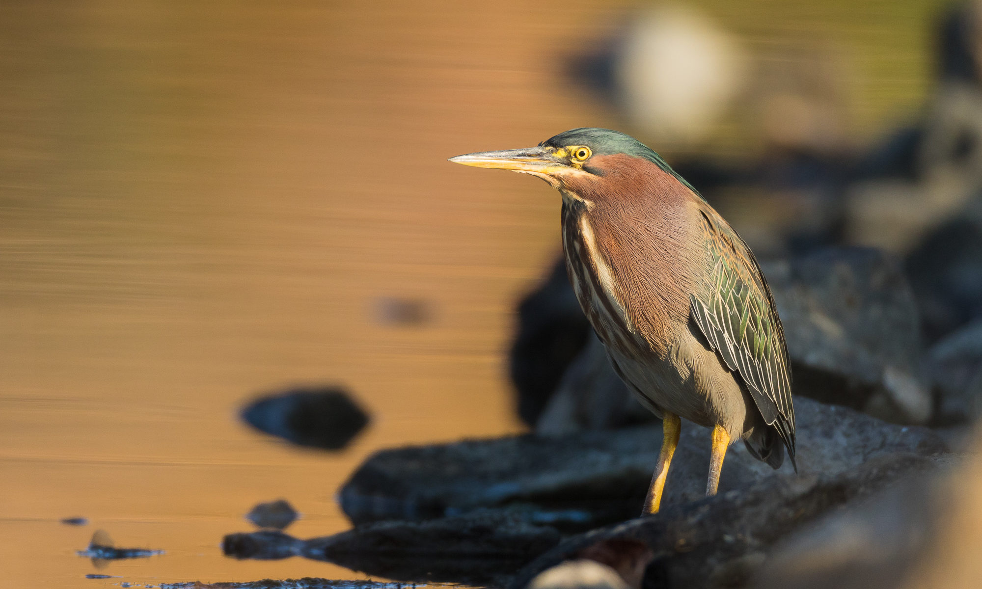 A green heron perches next to still water, reflecting fall colors, Redwood Shores, CA.