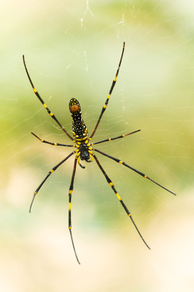 At around 8 inches across (including legs) this female giant wood spider sits on her web in a dense jungle, Nagarhole National Park, India.