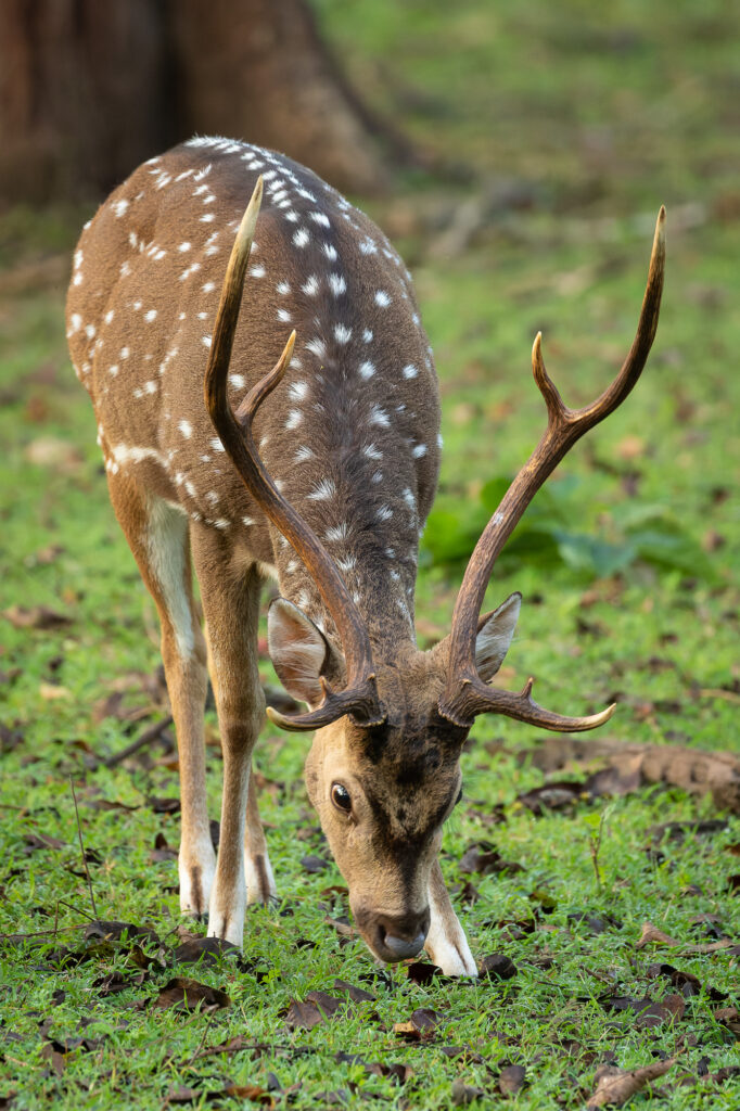 A small chital grazes on the forest grass, Nagarhole National Park, India.