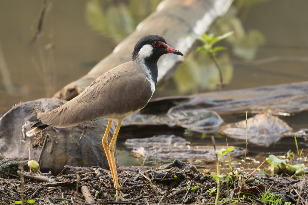 A red-wattled lapwing stands on the bank of a small pond, Nagarhole National Park, India.