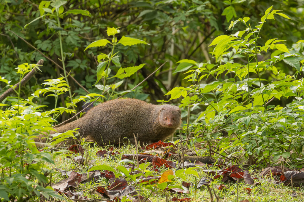 A ruddy mongoose moves silently through the forest, Nagarhole National Park, India.