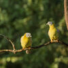 Two yellow-footed green pigeons perch in a jungle clearing, Nagarhole National Park, India.