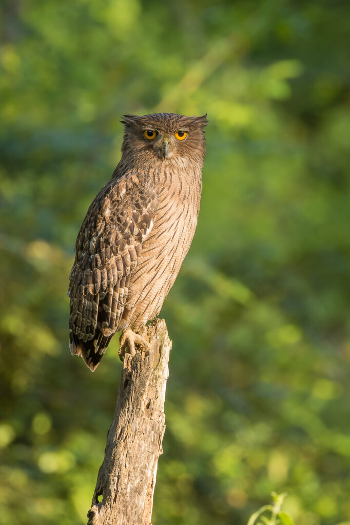 A brown fish-owl perches in a jungle clearing, Nagarhole National Park, India.