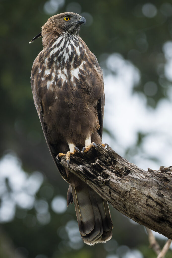 A changeable hawk-eagle perches in a dead tree, Nagarhole National Park, India.